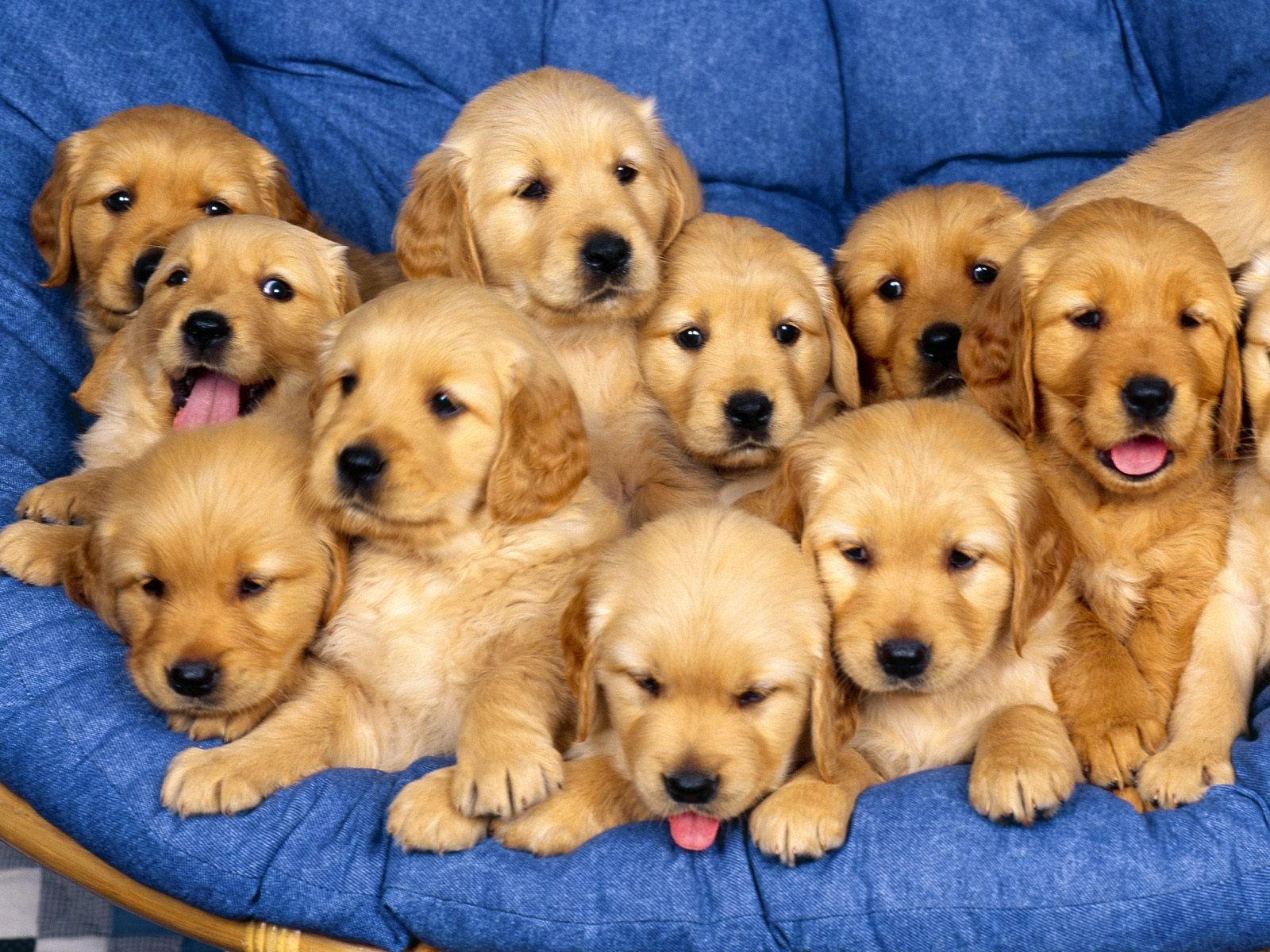 Dog Backgrounds for Desktop Beautiful Puppy Dogs Hd Desktop Wallpapers