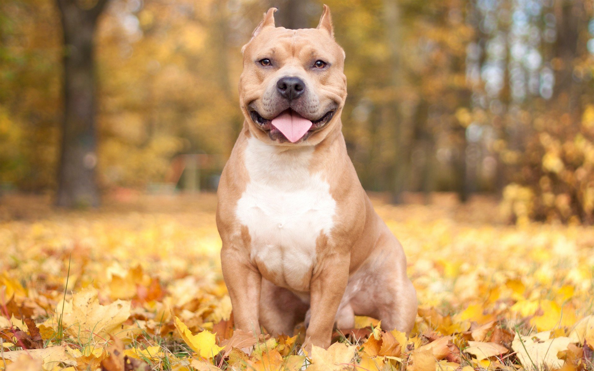 Dog Backgrounds for Desktop Elegant Free Pitbull Wallpapers Download