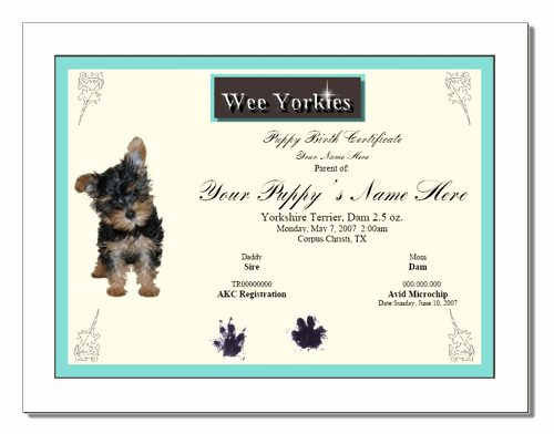 Free Pet Birth Certificate Template Fresh Windows and android Free Downloads Create Fake Birth