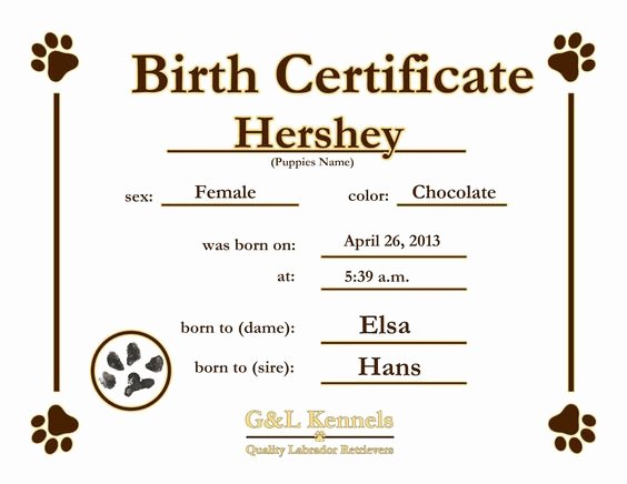 Pet Birth Certificate Template Awesome Dog Birth Certificate Template Puppy Birth Certificates