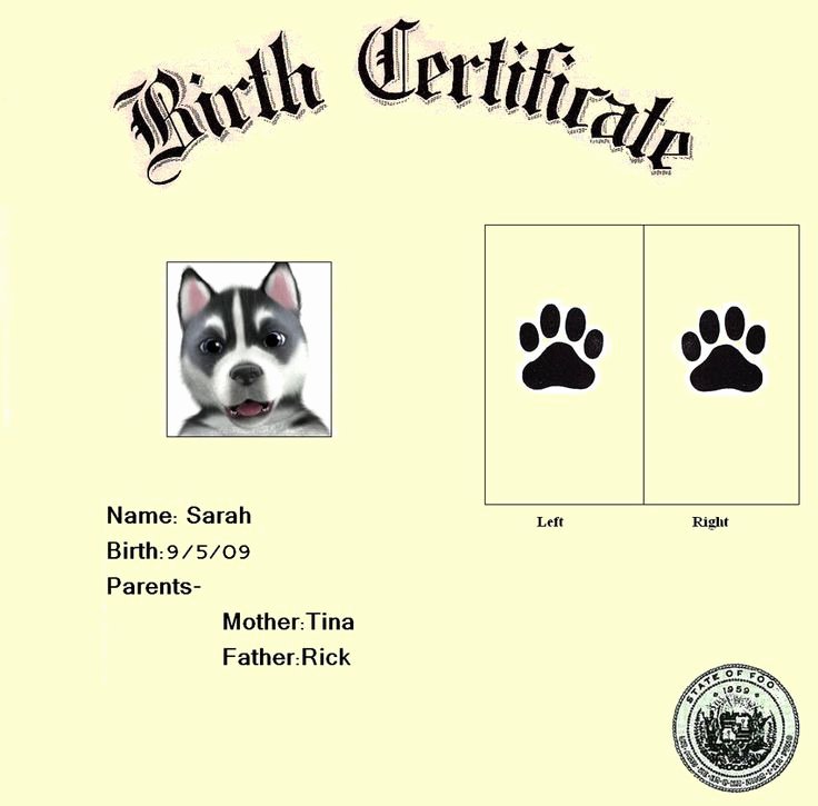 Pet Birth Certificate Template New 1000 Images About Puppy On Pinterest