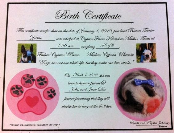Puppy Birth Certificate Template Free Best Of Puppy Birth Certificates ] Crafts
