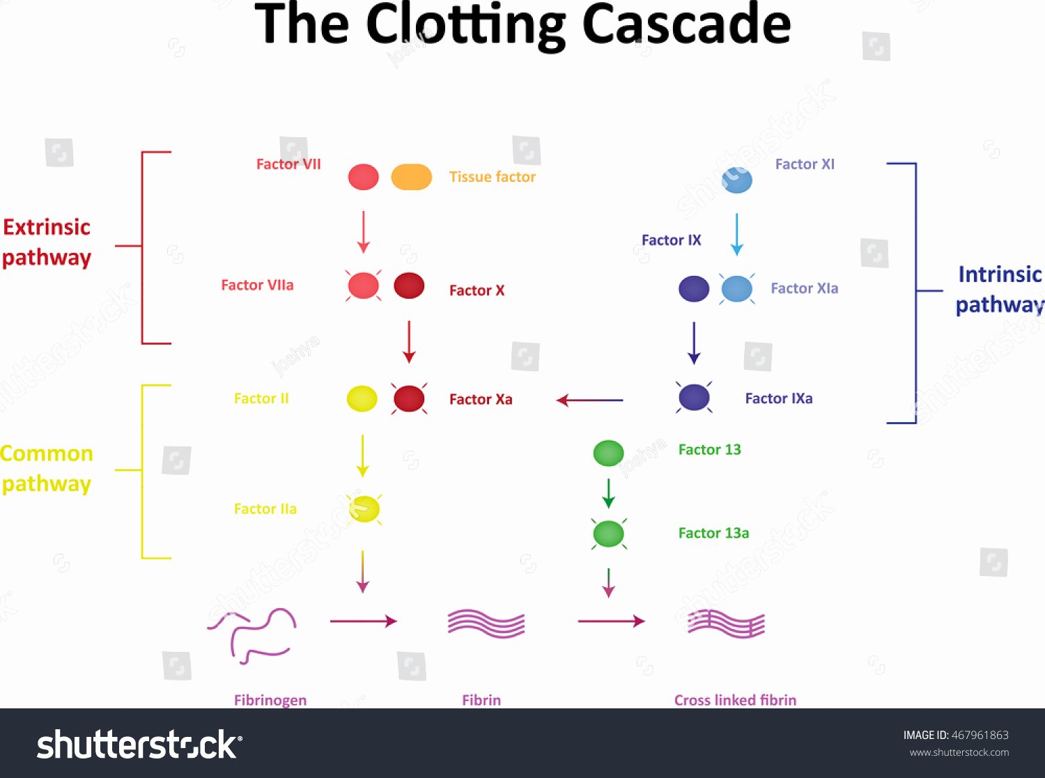 Warfarin Color Chart Best Of Clotting Cascade Labeled Diagram Stock Illustration